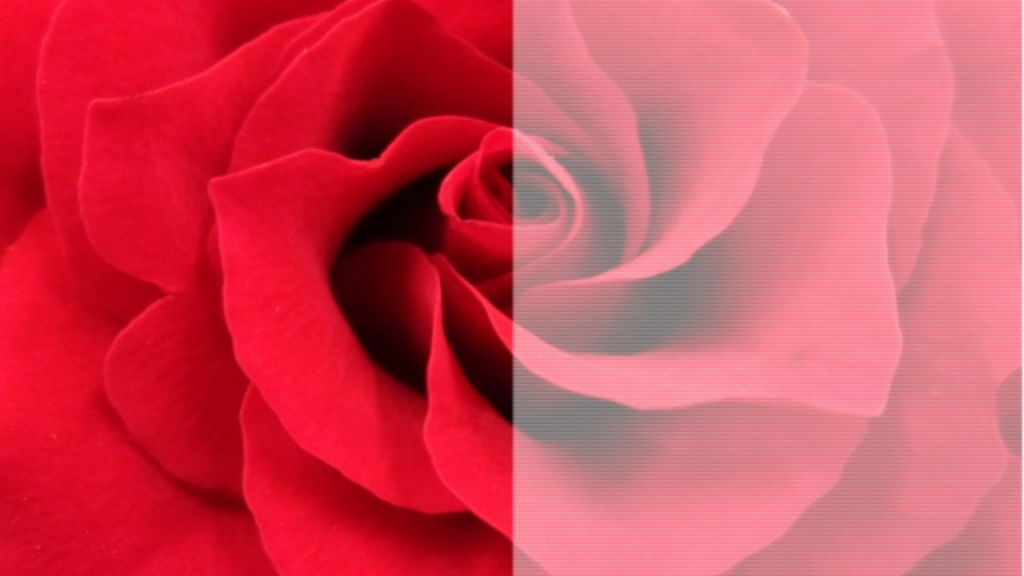 画質を表現するバラの写真